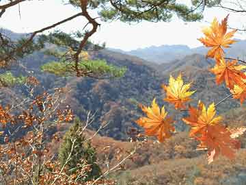 博时基金1月9日市场日评